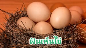 ฝันเห็นไข่ 2023