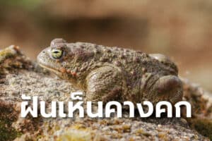 ฝันเห็นคางคก 2567